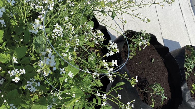 Comment faire un jardin sur le balcon