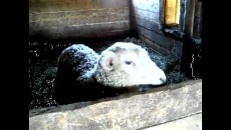 Un mouton qui parle?