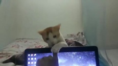 Classique de chat