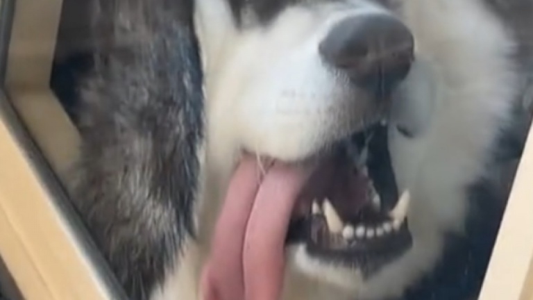 Un husky sibérien endormi écrase son visage contre une vitre