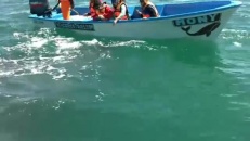 Un petit bonjour d'une baleine grise