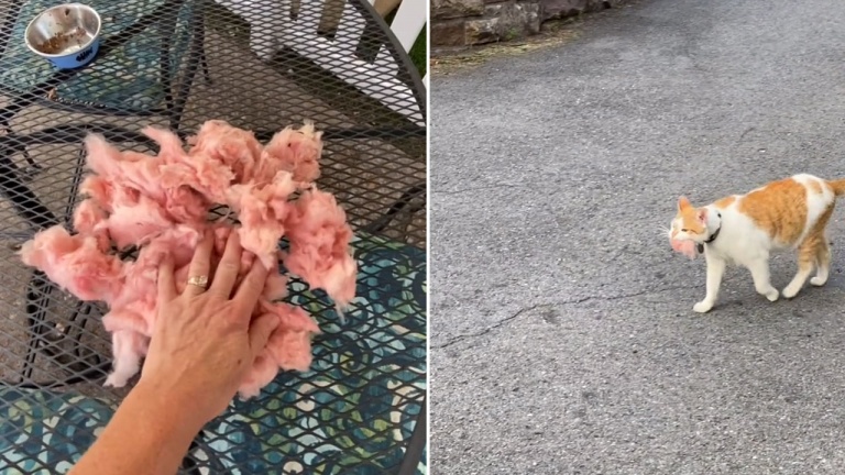 Un kleptomane à quatre pattes