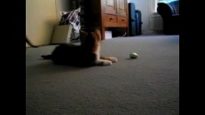 Deux chatons contre un coco de Pâques