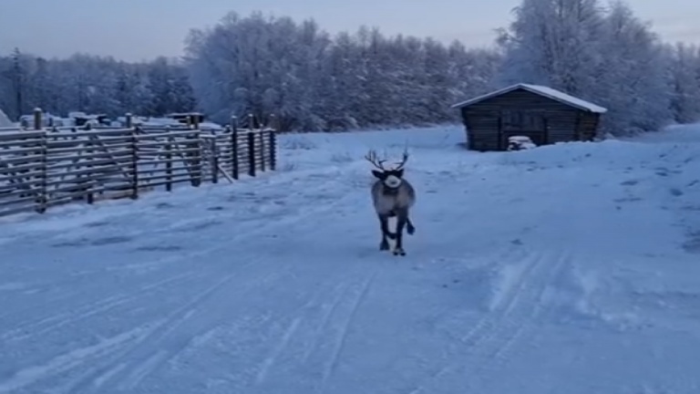C'est la danse du petit renne!