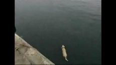 Un chien labrador et un dauphin nagent ensemble