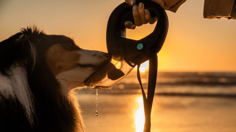 Cette laisse pour chien cache une gourde d’eau intégrée
