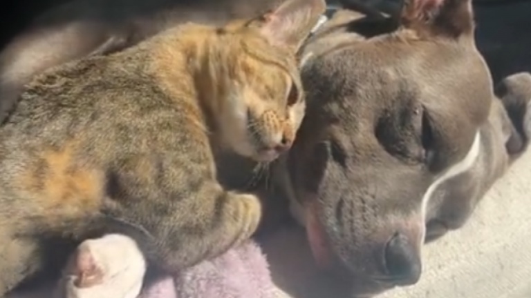 L'amitié entre chat et chien c'est possible