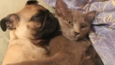 Qui a dit que les chats et les chiens ne s'aimaient pas?