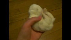 Un bébé lapin ultra mignon!