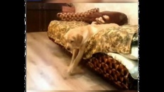 Pas facile la vie de chien...