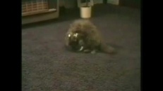 Chat qui entre dans un bocal