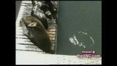 Le phoque