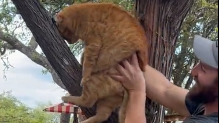Le chat n'a aucun instinct de survie