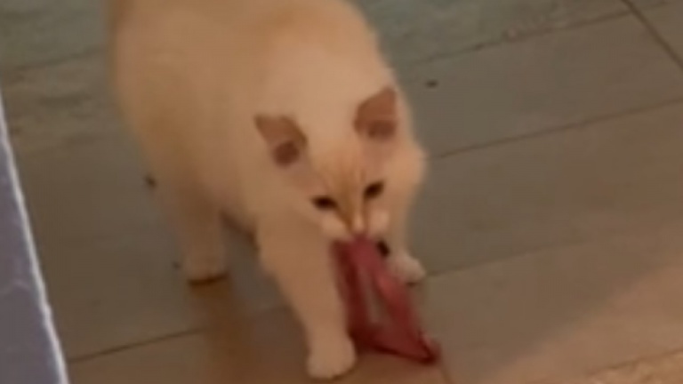 Le chat veut se promener