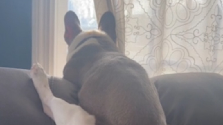 Le chien a une drôle de façon de regarder par la fenêtre