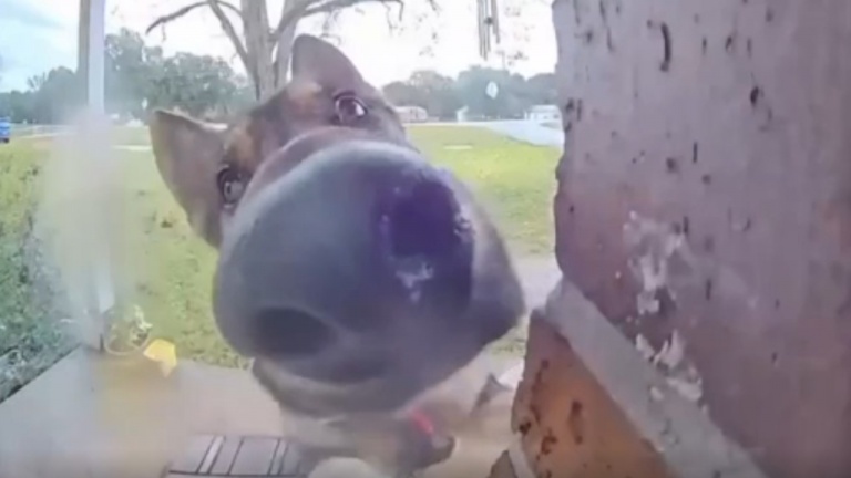  C'est le chien qui sonne à la porte