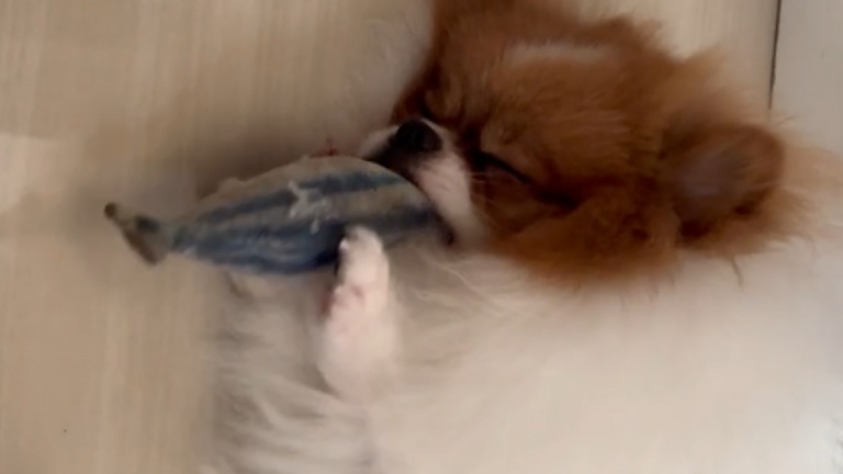 Le chiot grignotant son jouet n'aime pas être surveillé