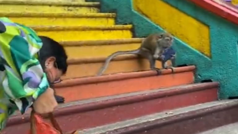 Le pickpocket est un singe