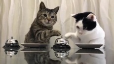 Les chats et la théorie de Pavlov!