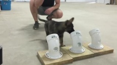 Un chien renifleur en formation