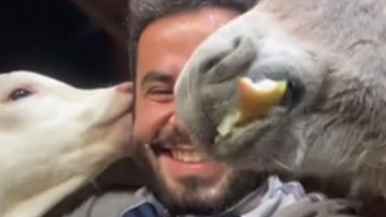 Prendre la collation avec les amis de la ferme