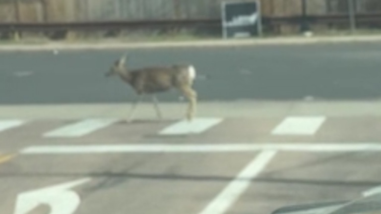 Les cerfs savent comment utiliser les passages pour piétons en toute sécurité