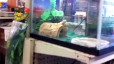 La communication entre reptiles