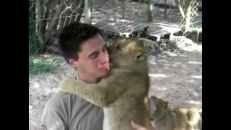 Des lionceaux affectueux