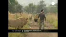 L’ami des lions