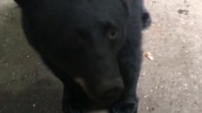 L'ours noir s'assoit sur commande