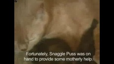 Maman chatte, bébé lapereau!