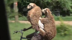 Deux moutons font de la bicyclette en pleine ville 