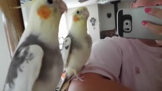Un cockatiel fan de Super Mario Bros.