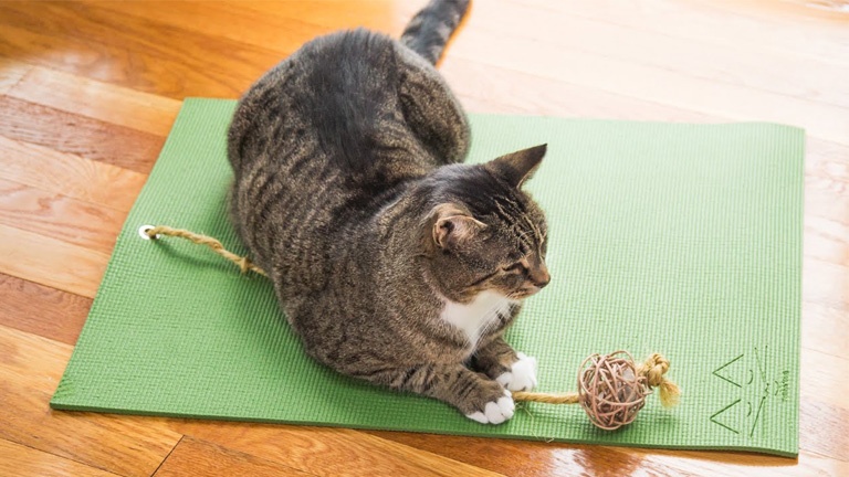 Un tapis de yoga conçu spécialement pour votre chat!