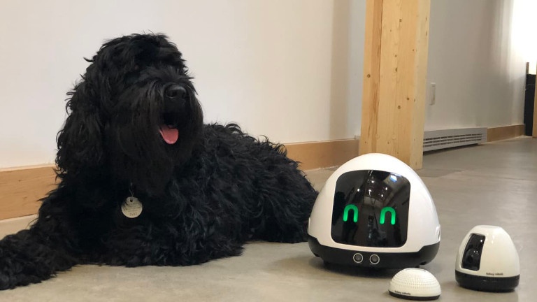 Un robot qui joue avec votre chien