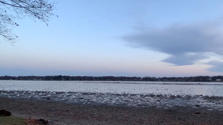 Contemplez des milliers d’oies décoller vers la côte est avant l’hiver