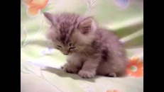 Bébé chat fait dodo