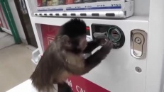 Que fait un singe lorsqu'il veut du jus?