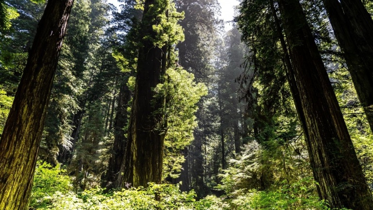 Contribuez à protéger la biodiversité en utilisant ce moteur de recherche