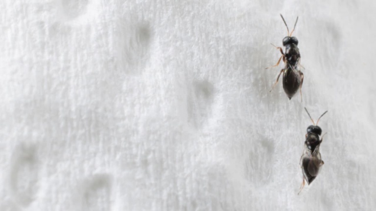 Voici comment se débarrasser des petites mouches noires qui causent des dommages à vos plantes