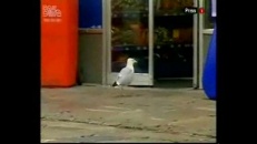 Mouette Doritos