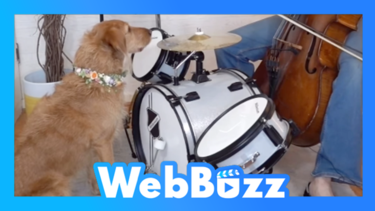 Ce chien accompagne son maître à la batterie