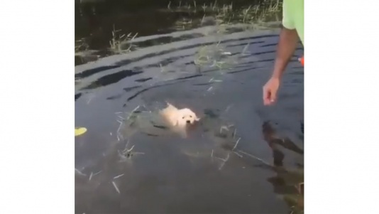 Un cours de natation en groupe 