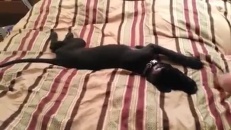 Un chien qui n'est pas facile à réveiller!