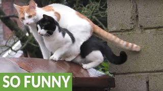 Les chats les mieux coordonnés du monde!