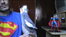 Un oiseau chante Super Mario Bros