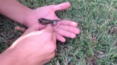 Un petit colibri dans une fâcheuse situation