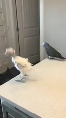 Des oiseaux qui ont le sens du rythme!