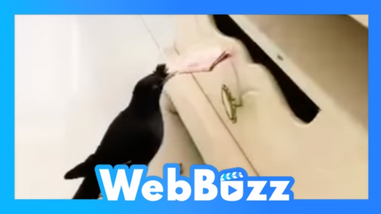 Un oiseau très intelligent
