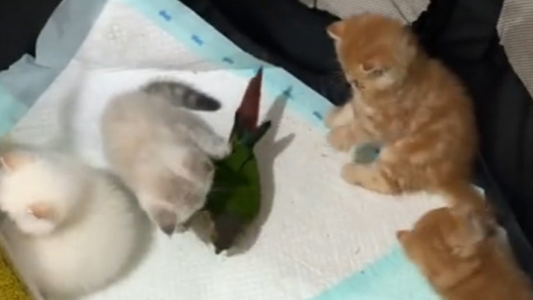 Poppy l'oiseau joue avec des chatons